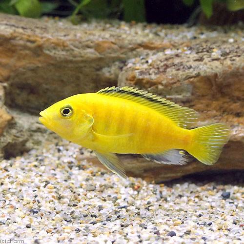 （熱帯魚）ラビドクロミス・カエルレウス　Ｍサイズ（１匹）　北海道航空便要保温