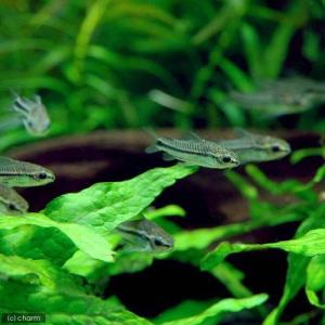 （熱帯魚）コリドラス・ピグミー（３匹）　北海道・九州航空便要保温