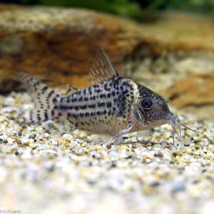 熱帯魚 コリドラス パンク ワイルド ３匹 北海道 九州航空便要保温 チャーム Charm Paypayモール店 通販 Paypayモール