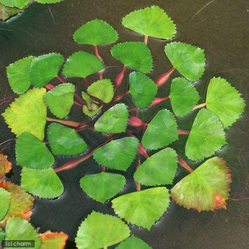 （ビオトープ）水生植物　トラパ　ナタンス（洋ビシ）（１株）浮葉植物