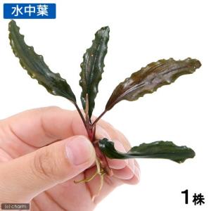 水草）ブセファランドラsp．キャサリン レッド（東南便）（水上葉