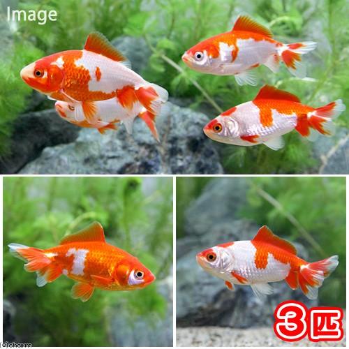 （国産金魚）更紗和金　三つ尾〜四つ尾　平賀養魚場産（３匹）