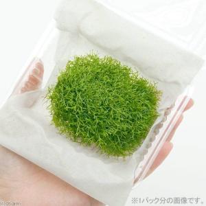 (水草)リシア(水中葉)(無農薬)(1パック分)の詳細画像1