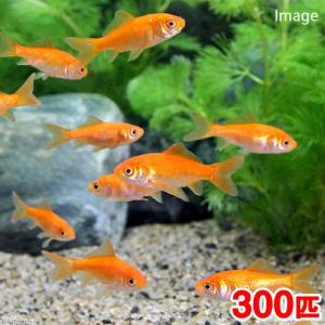 （国産金魚）生餌　小赤　エサ用金魚　大和郡山産（３００匹）　エサ金　餌金　活餌