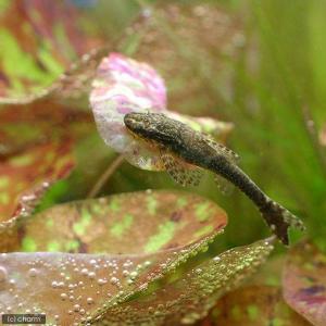 （熱帯魚）オトシンネグロ（ワイルド）（１２匹）　北海道・九州航空便要保温｜chanet