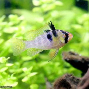 （熱帯魚）オランダ・ラミレジィ（国産ブリード）（５匹）　北海道・九州航空便要保温