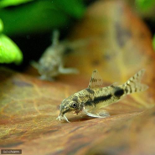 （熱帯魚）コリドラス・ハブロースス（ワイルド）（２０匹）　北海道・九州航空便要保温