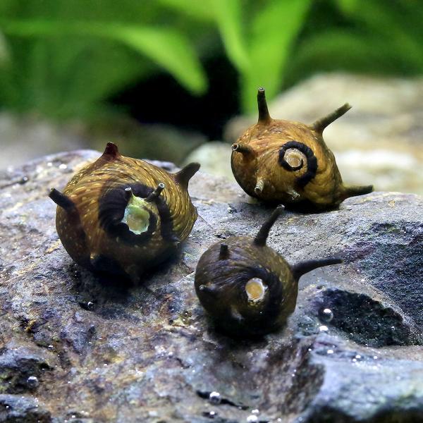 （エビ・貝）サザエ石巻貝（６匹）