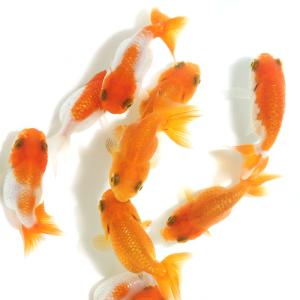 （金魚）らんちゅう　素赤〜更紗（タイ産）（３匹）　北海道航空便要保温