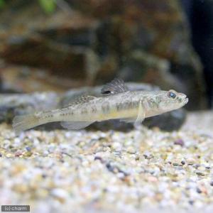 淡水 ハゼの仲間 淡水魚 川魚生体 の商品一覧 観賞魚生体 熱帯魚 アクアリウム用品 ペット用品 生き物 通販 Yahoo ショッピング