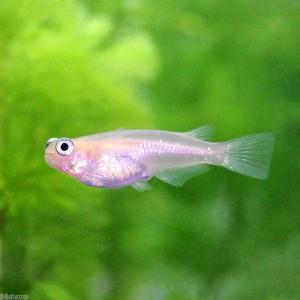 メダカ特集 チャーム