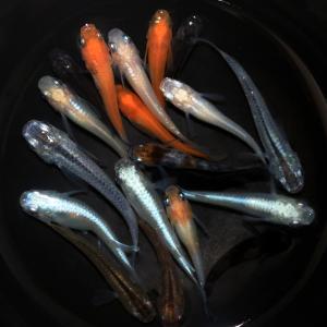 (めだか)メダカミックス(6匹)の詳細画像1