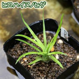 チャーム（charm） （水草）ホシクサsp．クチ（水中葉）（無農薬