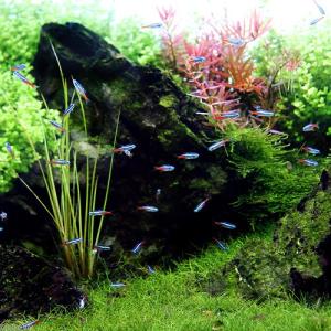 (熱帯魚)ネオンテトラ(50匹) 北海道・九州...の詳細画像2