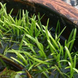 （ビオトープ）水辺植物　ウリカワ（サジタリア・ピグマエア）（１ポット）　抽水植物（休眠株）