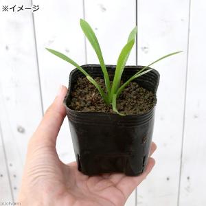 (ビオトープ)水生植物 ウリカワ(サジタリア・...の詳細画像1