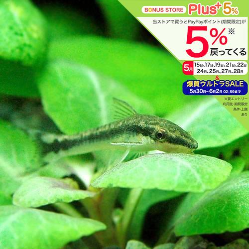 （熱帯魚）オトシンクルス（６匹）　北海道・九州航空便要保温