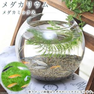 (めだか ホテイ草)メダカリウム メダカ...