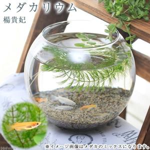 （めだか）メダカリウム　楊貴妃と浮き草　飼育セット　初心者　本州四国限定　お一人様２点限り