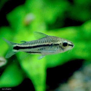 (熱帯魚)コリドラス・ピグミー(ワイルド)(5...の詳細画像1