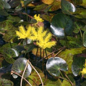 （ビオトープ）水辺植物　アメリカアサザ（１ポット）　浮葉植物｜chanet