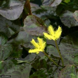 (ビオトープ)水生植物 アメリカアサザ(1ポッ...の詳細画像1
