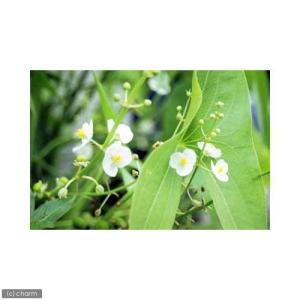 (ビオトープ)水生植物 オモダカ(ハナグワイ)...の詳細画像1