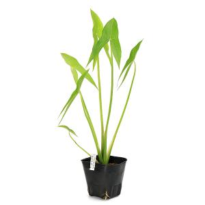 (ビオトープ)水生植物 オモダカ(ハナグワイ)...の詳細画像2