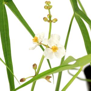 (ビオトープ)水生植物 オモダカ(ハナグワイ)...の詳細画像4