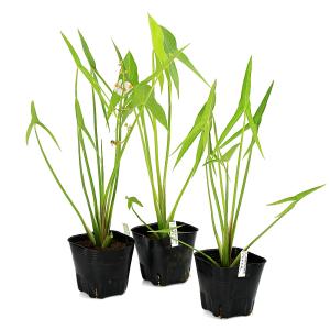(ビオトープ)水生植物 オモダカ(ハナグワイ)...の詳細画像5