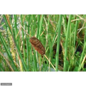 （ビオトープ）水生植物　ガマ（１ポット）　抽水植物