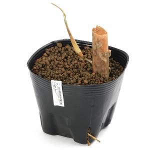 (ビオトープ)水生植物 ガマ(1ポット) 抽水植物の詳細画像1