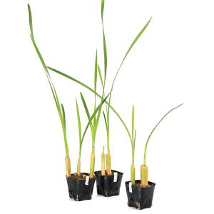 (ビオトープ)水生植物 ガマ(1ポット) 抽水植物の詳細画像1
