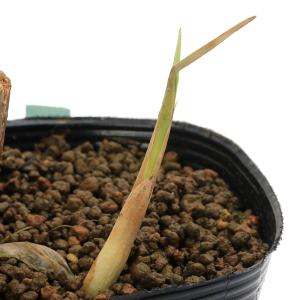 (ビオトープ)水生植物 ガマ(1ポット) 抽水植物の詳細画像2