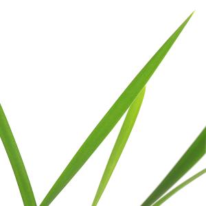 (ビオトープ)水生植物 ガマ(1ポット) 抽水植物の詳細画像2