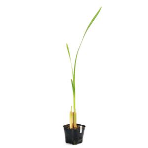 (ビオトープ)水生植物 ガマ(1ポット) 抽水植物の詳細画像3