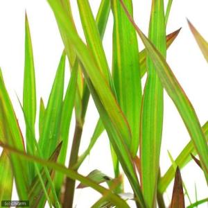 （ビオトープ）水生植物　ベニフヒメアシ（１ポット）　湿生植物