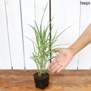 (ビオトープ)水生植物 ベニフヒメアシ(1ポッ...の詳細画像1