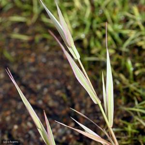 (ビオトープ)水生植物 ベニフヒメアシ(1ポッ...の詳細画像2