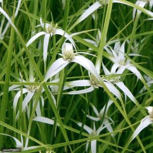 (ビオトープ)水生植物 シラサギカヤツリ(1ポ...の詳細画像1