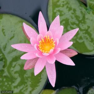 (ビオトープ)睡蓮 温帯性睡蓮(スイレン) 桃...の詳細画像1