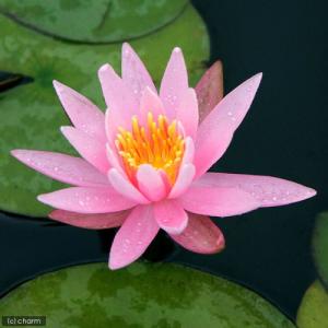 (ビオトープ)睡蓮 温帯性睡蓮(スイレン) 桃...の詳細画像2