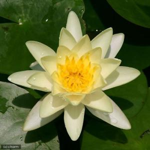 (ビオトープ)睡蓮 温帯性睡蓮(スイレン) 黄...の詳細画像1