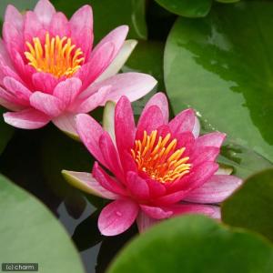 (ビオトープ)睡蓮 温帯性睡蓮(スイレン) 赤...の詳細画像1