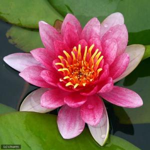 (ビオトープ)睡蓮 温帯性睡蓮(スイレン) 赤...の詳細画像2