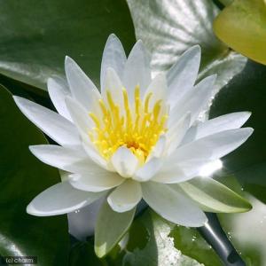 （ビオトープ）睡蓮　温帯性睡蓮（スイレン）　白（１ポット）（休眠株）