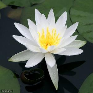 (ビオトープ)睡蓮 温帯性睡蓮(スイレン) 白...の詳細画像2