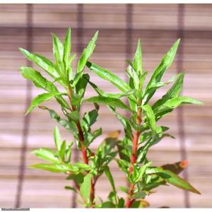 （ビオトープ）水辺植物　タコノアシ（１ポット）　湿生植物（休眠株）