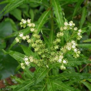 (ビオトープ)水生植物 タコノアシ(1ポット)...の詳細画像1