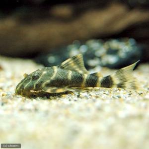 (熱帯魚)タイガープレコ(ワイルド)(1匹) ...の詳細画像1